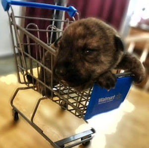 Meet your Posher, Mareike